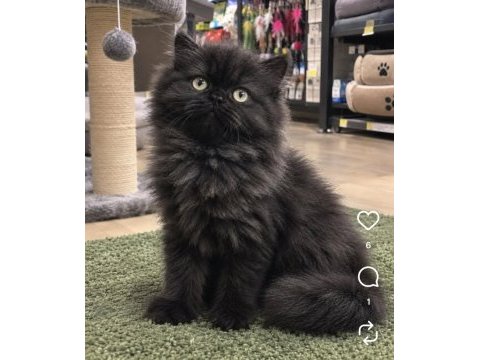 British longhair 2 aylık dişi kedimiz
