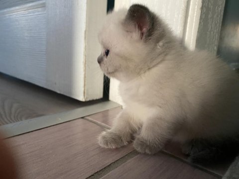 Kedimiz çok tatlı olup anne ve babası safkan ırktır