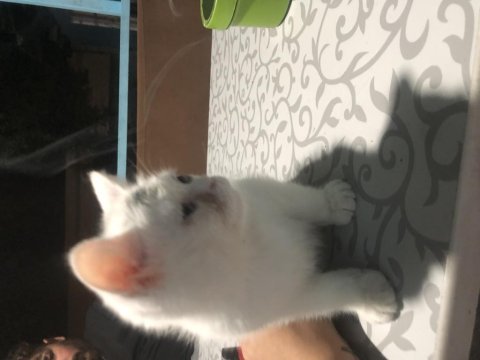 İran ile bristh kırması