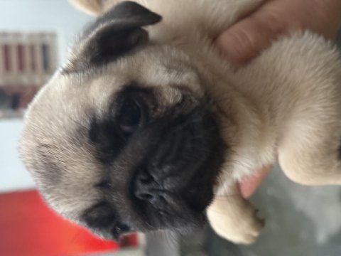 Erkek pug mops köpeğimiz