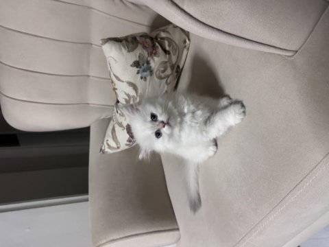 British longhair 30 mayıs doğumlu