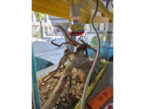Evrekalı cipli yasal iguana her ile teslim