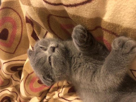 Yavru scottish fold