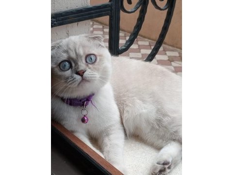 Kızımıza yuva arıyoruz scottish fold
