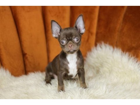 Chocolate chihuahua yavrusu