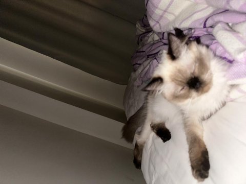 8 aylık himalayan cinsi kızımın yuvasını arıyorum