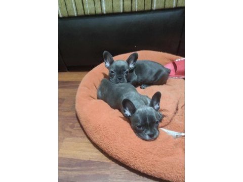 French bulldog yavrular