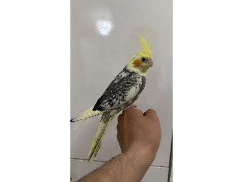 Sultan papağanımız sahiplendirilecek