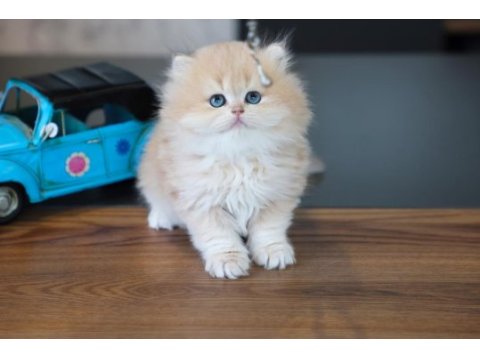 Oyuncak gibi yavru british longhair