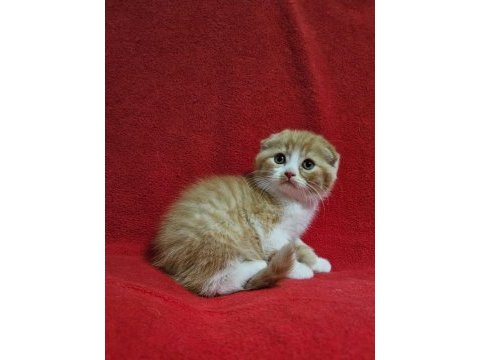 Koca kafalı sıfır kulak scottish fold yavrularımız