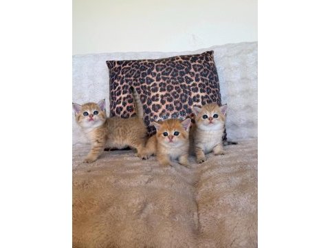 Safkan brıtısh shorthair golden bebekler