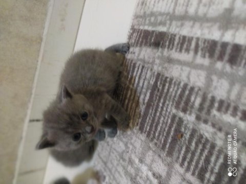 Anne baba british shorthair 40 günlük