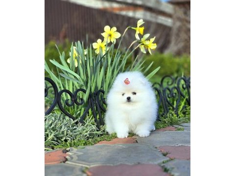 Pomeranian boo teddy