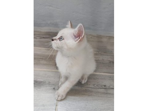 Misket gözlü british shorthair evlat