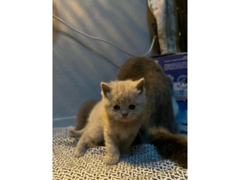 Scottish fold kedimiz bebeklerimiz yeni yuvalarını arıyor