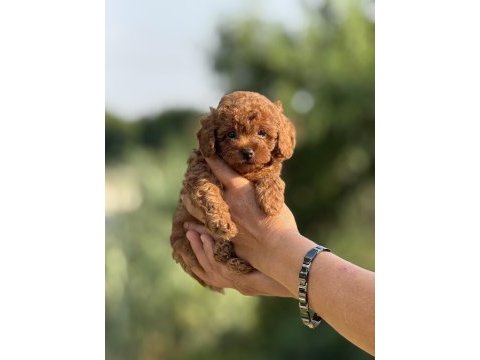 Ev doğumlu teacup poodle