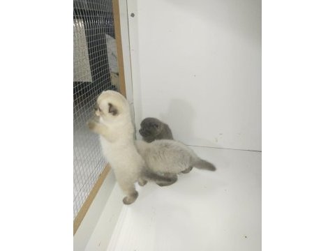 Scottish fold yavruları 40 günlük