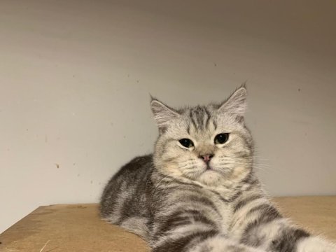 Beş aylık british shorthair erkek