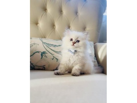 Sevimli british longhair minik bir kız