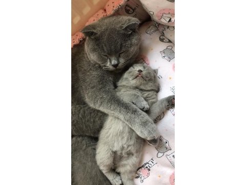1 mayıs doğumlu scottish fold bebekler