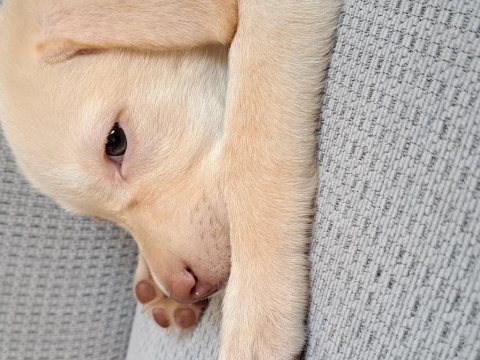 Labrador yavru