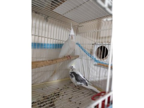 Cf sultan papağanı takım