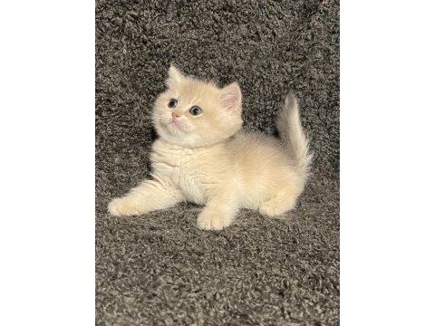 Anne baba şecereli blue golden ay12 safkan british erkek