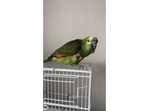 Yavru blue front amazon papağanı