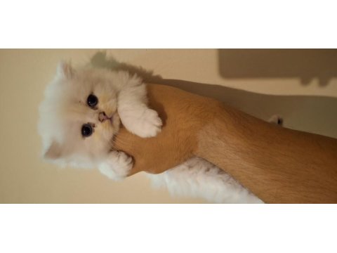 Safkan british longhair yavru