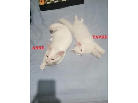4 aylık kar beyaz yavru kedimiz