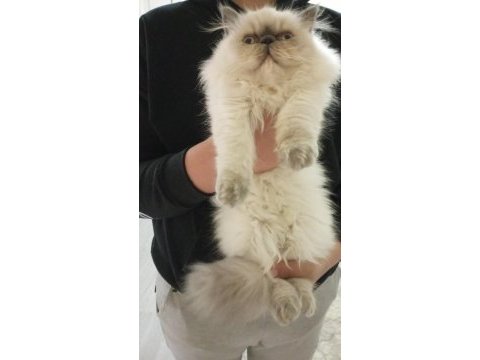 Blue point himalayan persian