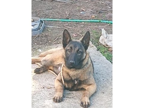 Temmuz doğumlu belçika kurdu dişi