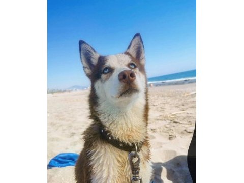 Yetişkin anne husky