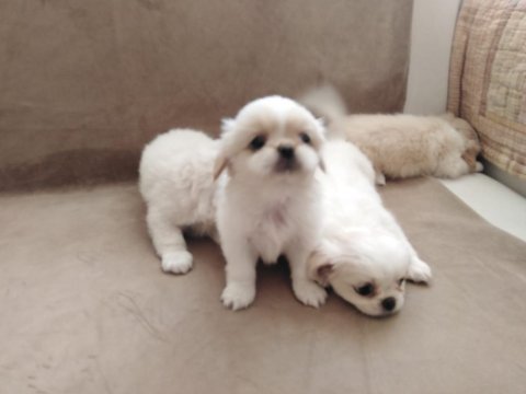 Orjinal emperyal pekingesse