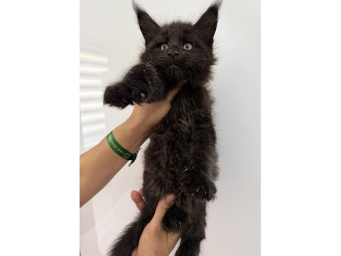 Xxxl siyah erkek maine coon