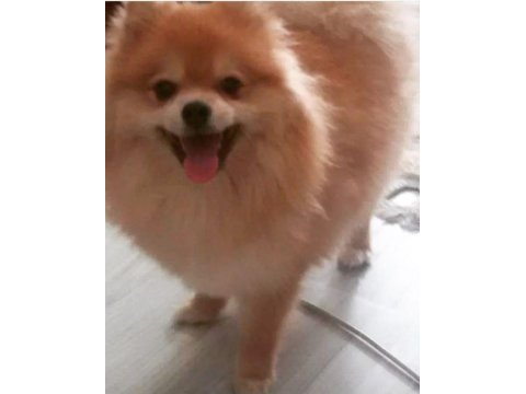 Pomeranian boo