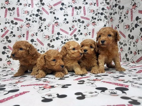 Toy poodle yavru köpekler