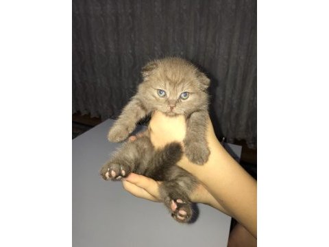 Dişi scottish fold