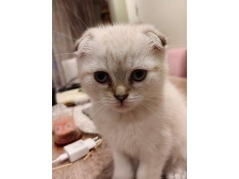 Kırık kulak scottish fold şekerler