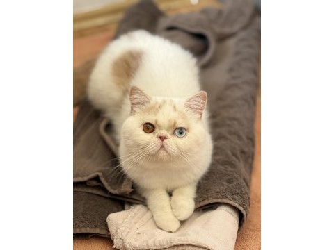 Erkek odd eyes exotic arayarak bilgi alın