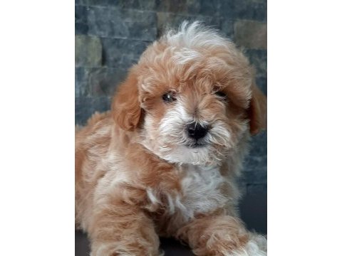 Tea cup maltipoo yavrulari istanbul 