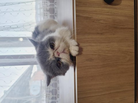 Laydy exotic shorthair kızım