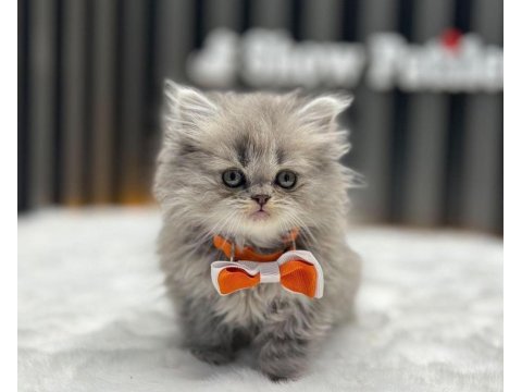 İran chinchilla yavru