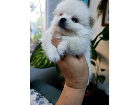 Pomeranian boo erkek ve dişi yavrularımız