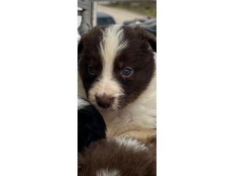 Border collie yavrularımız teslime hazır