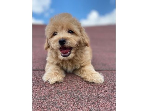Ev üretimi bebekler maltipoo