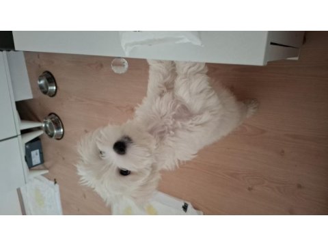 2.5 aylık maltipoo fındık bey