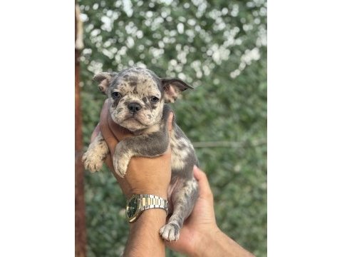 French bulldog bebekler