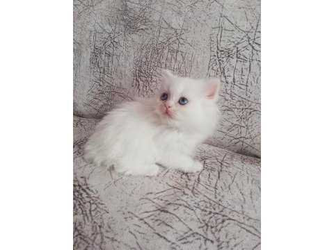 2 aylık dişi yavrum british longhair