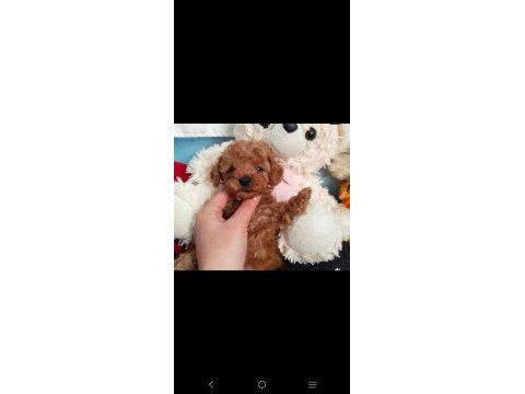 Pafuduk pafuduk poodle yavrular sizleri bekliyor